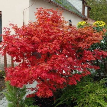 Клен пальмолистный Fireglow 