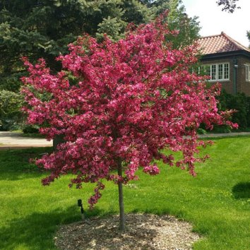 Яблоня Royal Raindrops