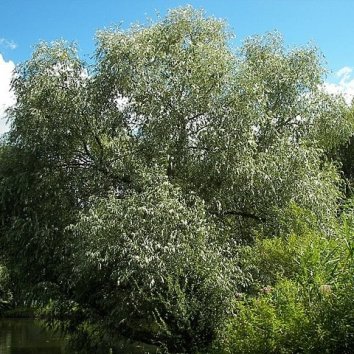 Ива Эрдингер