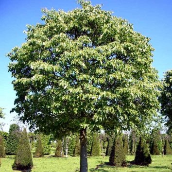Липа мелколистная Green Globe