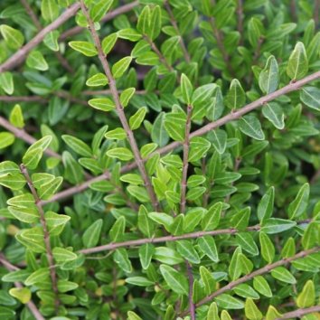 Жимолость шапочная Moss Green