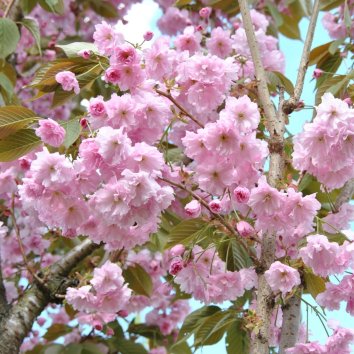 Черемуха / Вишня мелкопильчатая Accolade