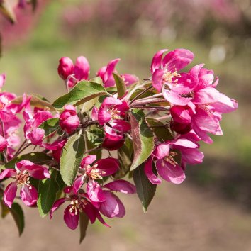 Яблоня Makowieckiana