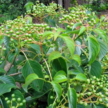 Дерен спорный Green Carpet