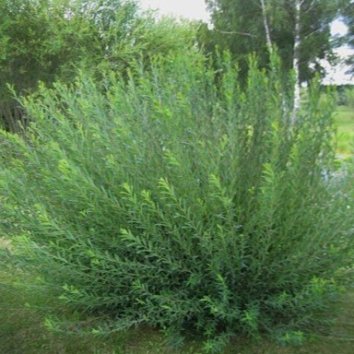 Ива пурпурная Majak