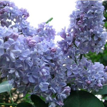 Сирень обыкновенная President Grevy