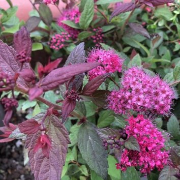 Спирея японская Plumtastic