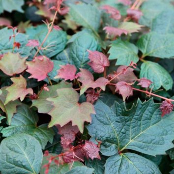 Виноград девичий триостренный Purpurea