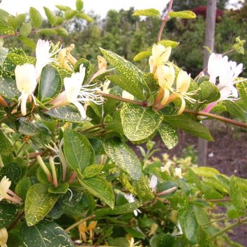 Жимолость японская Aureoreticulata
