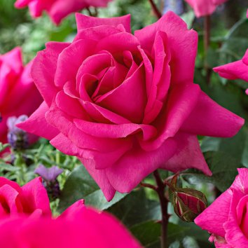 Роза чайно-гибридная Criterion