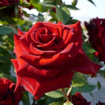 Роза чайно-гибридная Red Queen