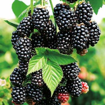 Ежевика Karaka Black