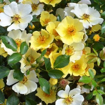 Роза миниатюрная Bee Gold