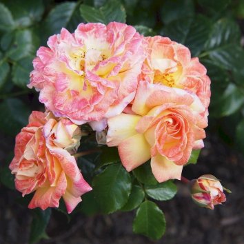 Роза флорибунда Designer Sunset