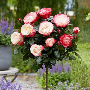 Роза штамбовая Kronenburg - красно-желтая