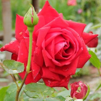 Роза чайно-гибридная Burgund