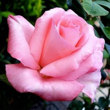 Роза чайно-гибридная Diana de Poitiers