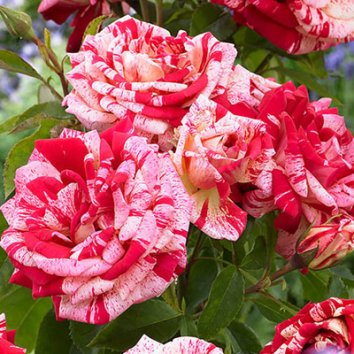 Роза флорибунда Papageno