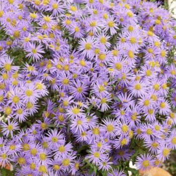 Астра агератовидная Eleven Purple