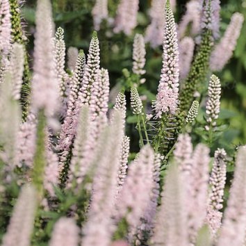 Вероника First Choice 