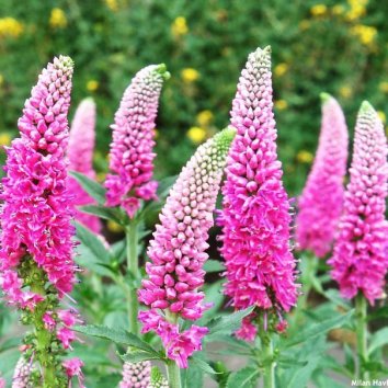 Вероника First Love 