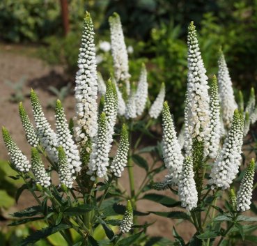 Вероника First Lady 