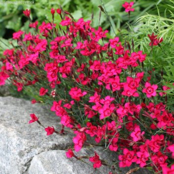 Гвоздика травянка Flashing Lights