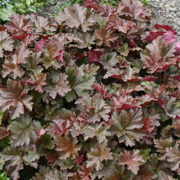 Гейхера Chocolate Ruffles