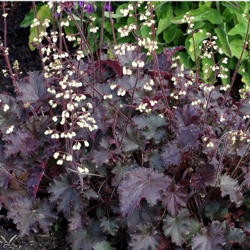 Гейхера Ebony and Ivory 