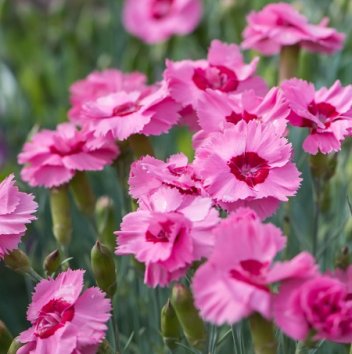 Гвоздика Angel of Hope