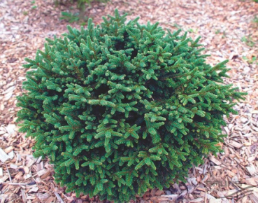 Ель обыкновенная Pumila Glauca