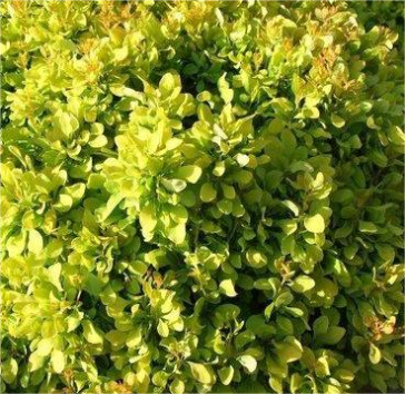 Барбарис Тунберга Lime Star