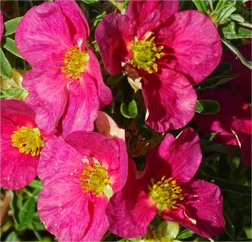 Лапчатка кустарниковая Danny Boy