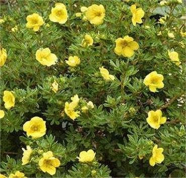 Лапчатка кустарниковая Double Punch Gold