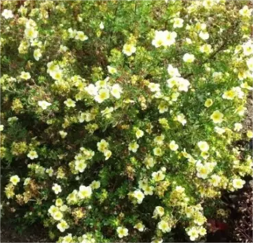 Лапчатка кустарниковая Limelight