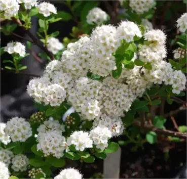 Спирея сливолистная Golden Bar