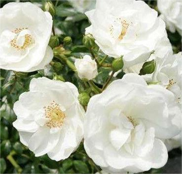 Роза почвопокровная Snowfield