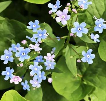 Бруннера сибирская