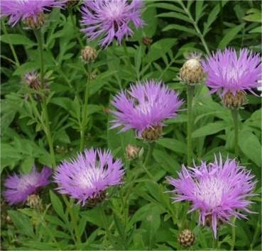 Василек подбеленный 