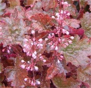 Гейхера Rachel