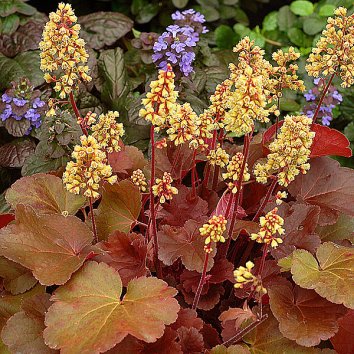 Гейхера Blondie