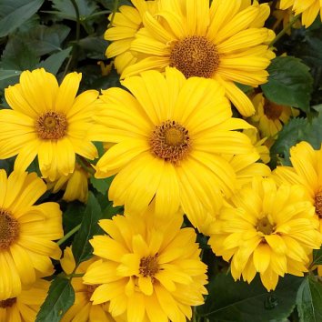 Гелиопсис Summer Sun