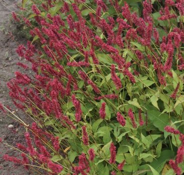 Горец стеблеобъемлющий Taurus