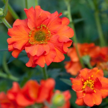 Гравилат чилийский Scarlet Tempers