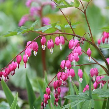 Дицентра великолепная