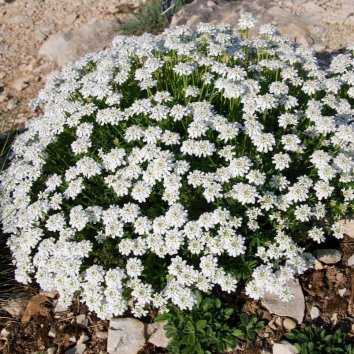 Иберис вечнозеленый