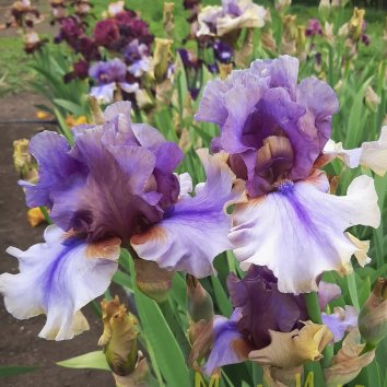 Ирис бородатый American Made