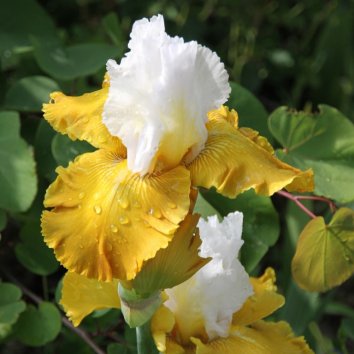 Ирис бородатый Aura Light