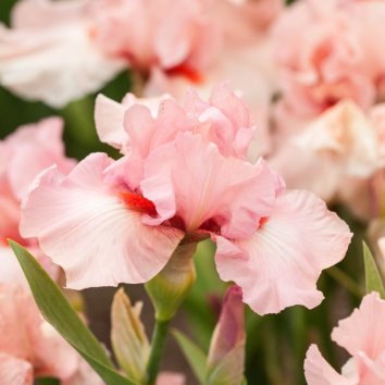 Ирис бородатый Beverly Sills