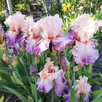 Ирис бородатый Heartbreake Hotel